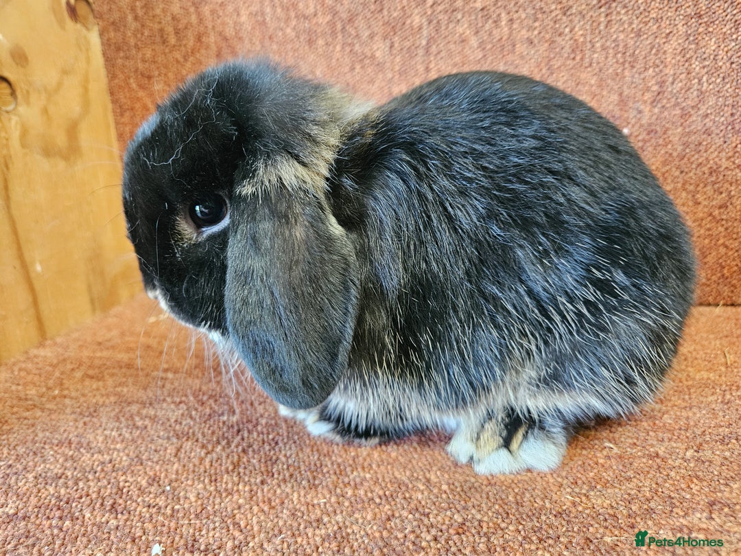 Mini Lop rabbits for sale: Pure mini lop small buck . Vaccinated  - Image 3