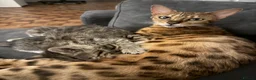 Bengal cats for sale: Half Bengal 2 female kittens 🐱  - Advert 12