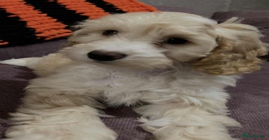 Cockapoo dogs - Advert 6