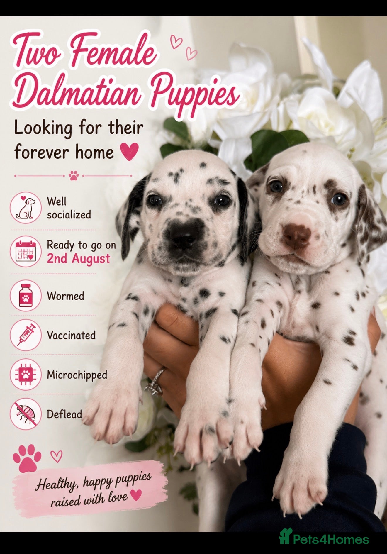 Dalmatian dogs 🐾🏆2 FEMALES AVAILABLE! Dalmatian puppies🏆🐾 - Advert 3