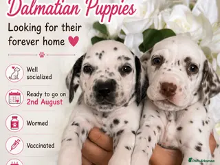 Dalmatian dogs 🐾🏆2 FEMALES AVAILABLE! Dalmatian puppies🏆🐾 - Advert 3