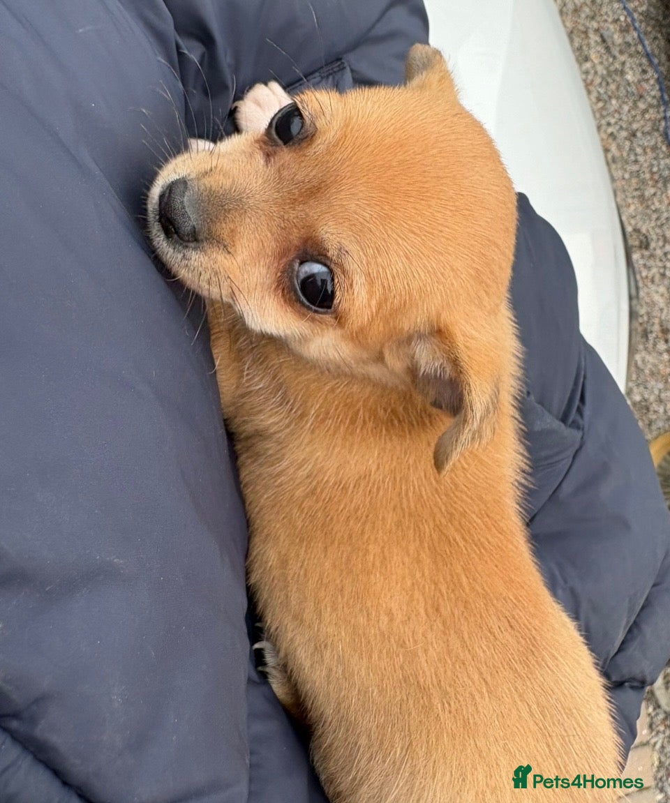Chihuahua dogs Female pup - Advert 2