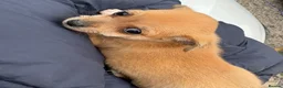 Chihuahua dogs for sale: Female pup - Advert 1