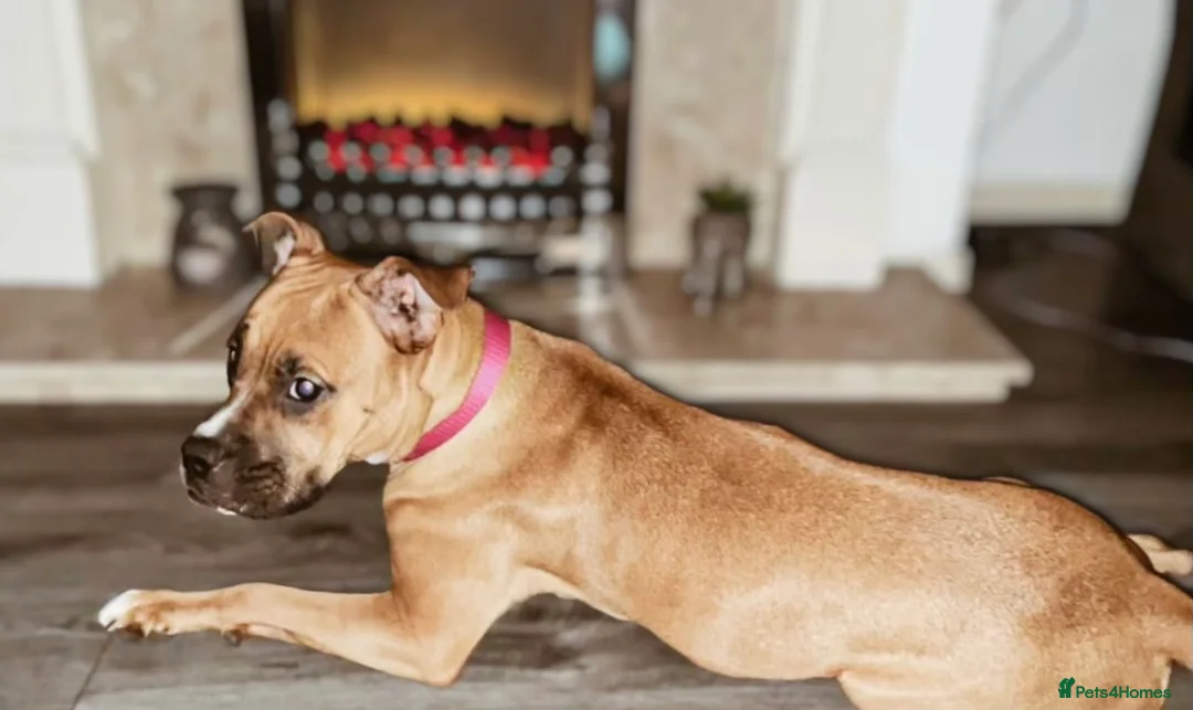 Mixed Breed dogs for sale: Beautiful Female Boxer cross. - Advert 4