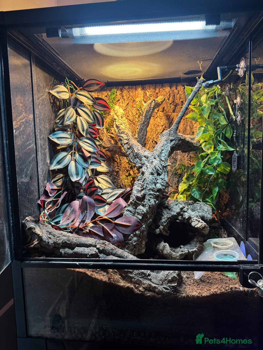 Gecko reptiles for sale: Rare High Red Gargoyle Gecko +  Full set up - Advert 2