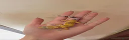Leopard Gecko reptiles for sale: Baby leopard geckos - Advert 3