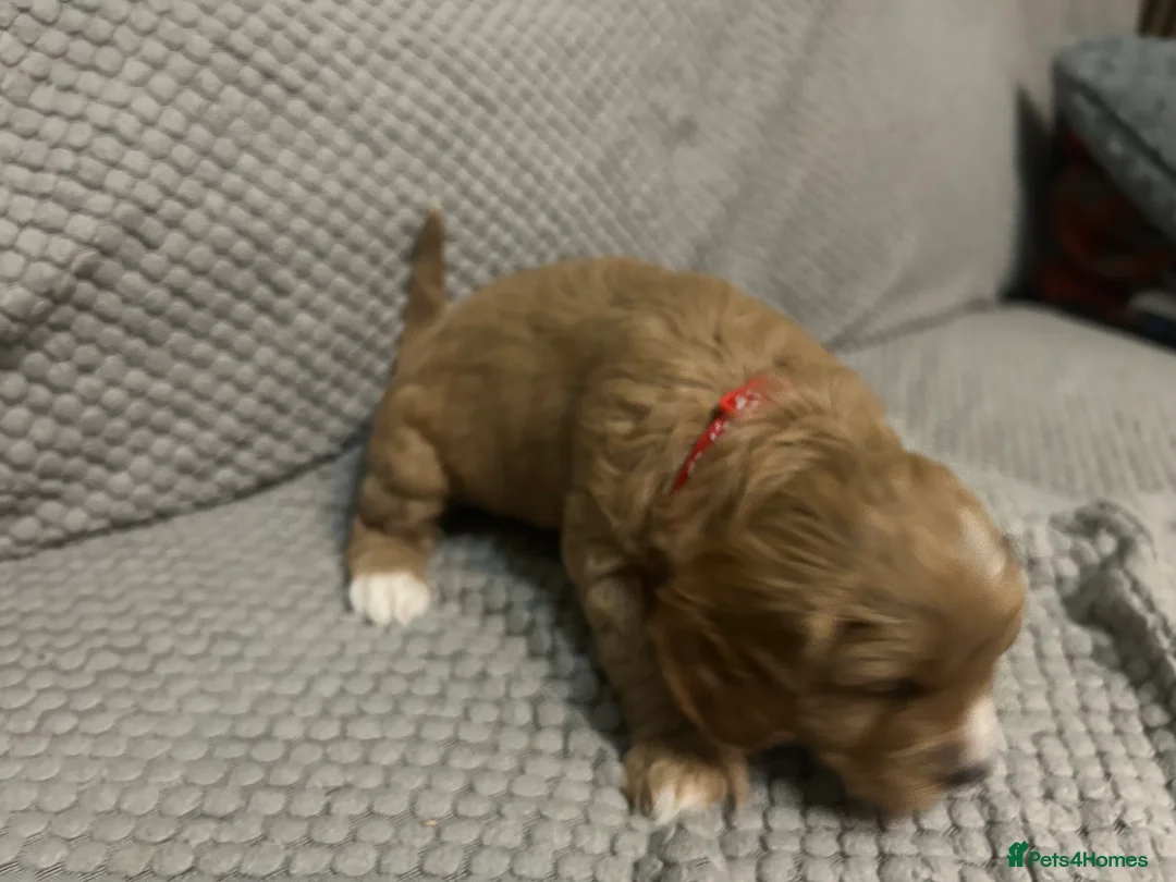 Cavapoo dogs for sale: 🌟 F1 Cavapoos for sale 🌟  - Advert 6