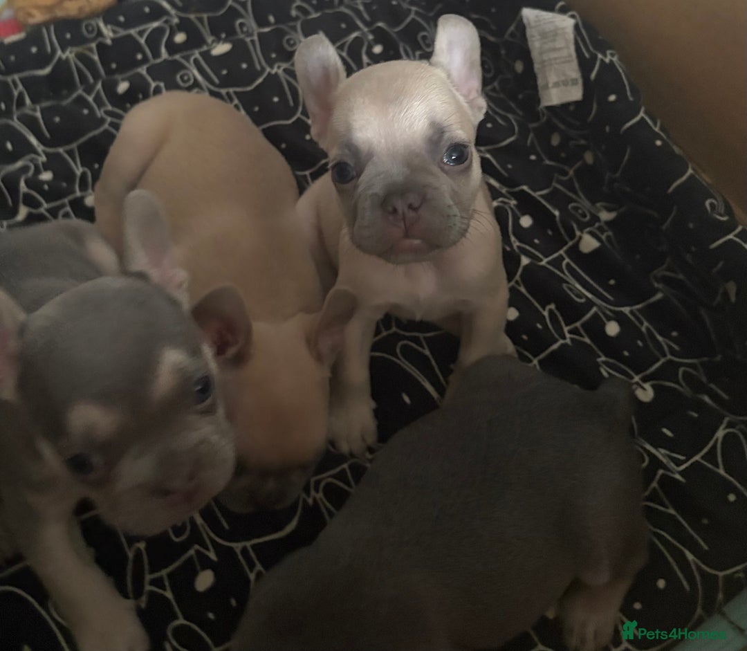 French Bulldog dogs for sale: Last 3 pups available !!Kc French bulldog puppy’s  - Image 15