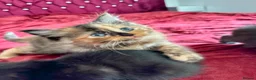 Mixed Breed cats for sale: ADORABLE 6 KITTENS. READY NOW. - Advert 6