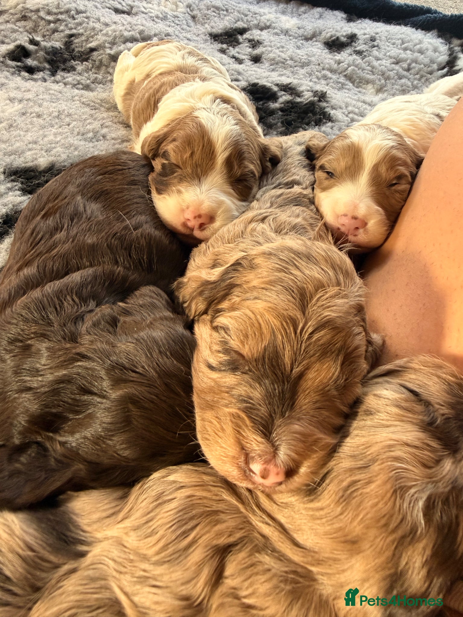 Sproodle dogs Outstanding Rare F1 Sproodle Puppies for sale  - Advert 2