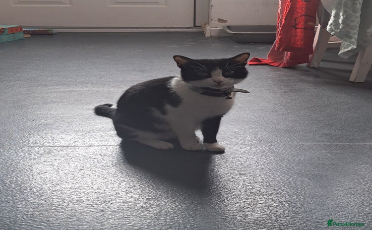 Mixed Breed cats - Advert 5