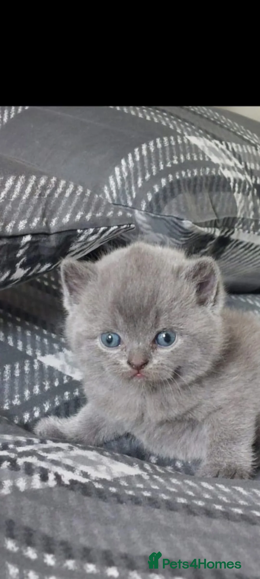Mixed Breed cats for sale: Blue British Shorthair Scottish  - Advert 1