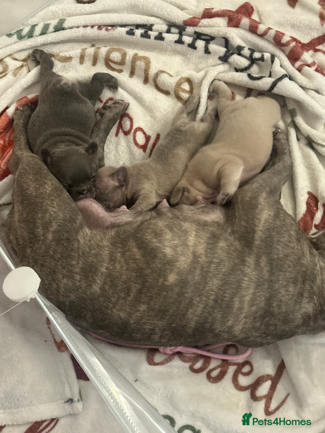 French Bulldog dogs for sale: loving french bulldog puppies - Advert 10