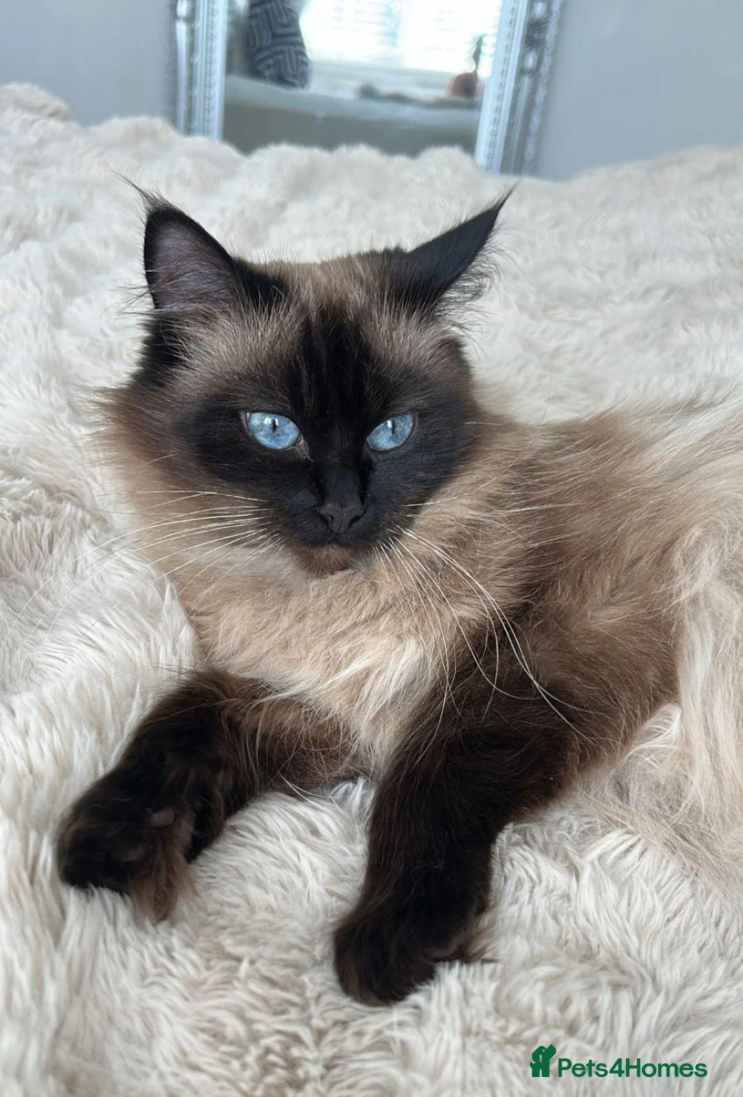Ragdoll cats for sale: 2 Beautiful female ragdolls  in Wirral - Advert 4
