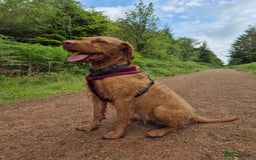 Hungarian Vizsla dogs for sale: Gorgeous 15 month wirehaired vizla  - Image 8