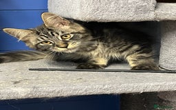 Maine Coon cats for sale: Beautiful Maine Coon kittens for sale - Image 18