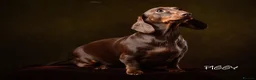 Miniature Dachshund dogs for sale: KC Reg Chocolate Dapple Miniature Dachshund P in Ipswich - Advert 2