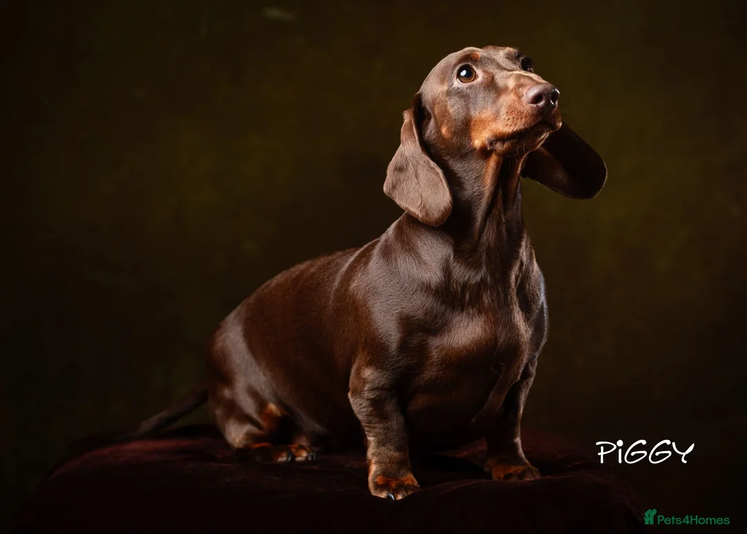 Miniature Dachshund dogs for sale: KC Reg Chocolate Dapple Miniature Dachshund P in Ipswich - Advert 2