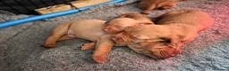 Hungarian Vizsla dogs for sale: Hungarian Vizsla Puppies – Rich Geltwood Heritage - Advert 37