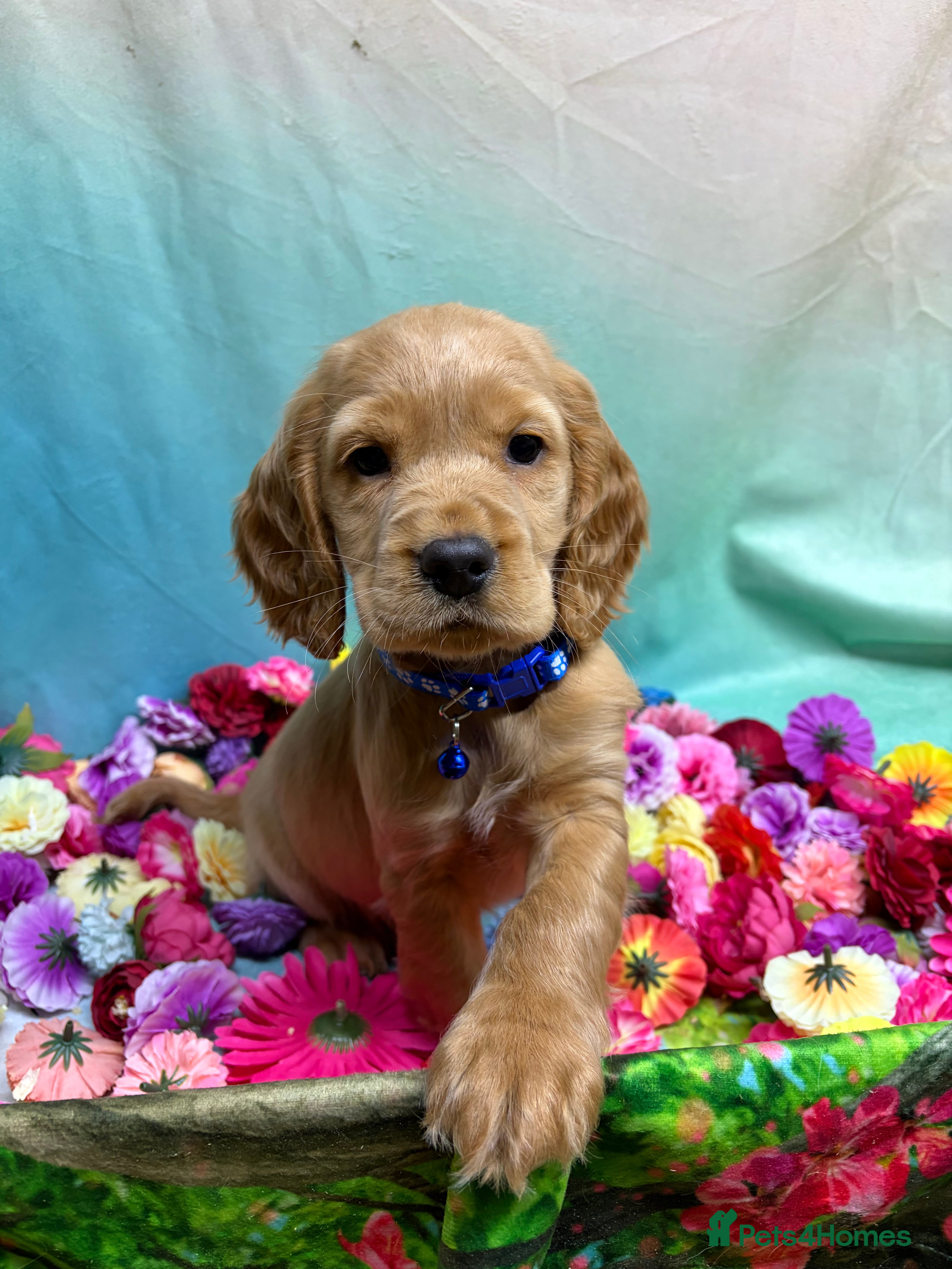 Cocker Spaniel dogs Quality Golden Show Type Cocker Spaniel puppies - Advert 3