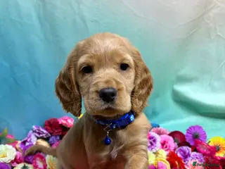 Cocker Spaniel dogs Quality Golden Show Type Cocker Spaniel puppies - Advert 1