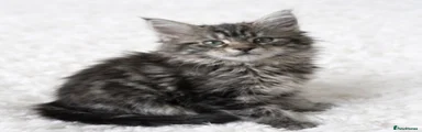 Maine Coon Kitten 7
