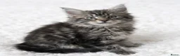 Maine Coon cats for sale: Outstanding Maine coon kittens  - Advert 5