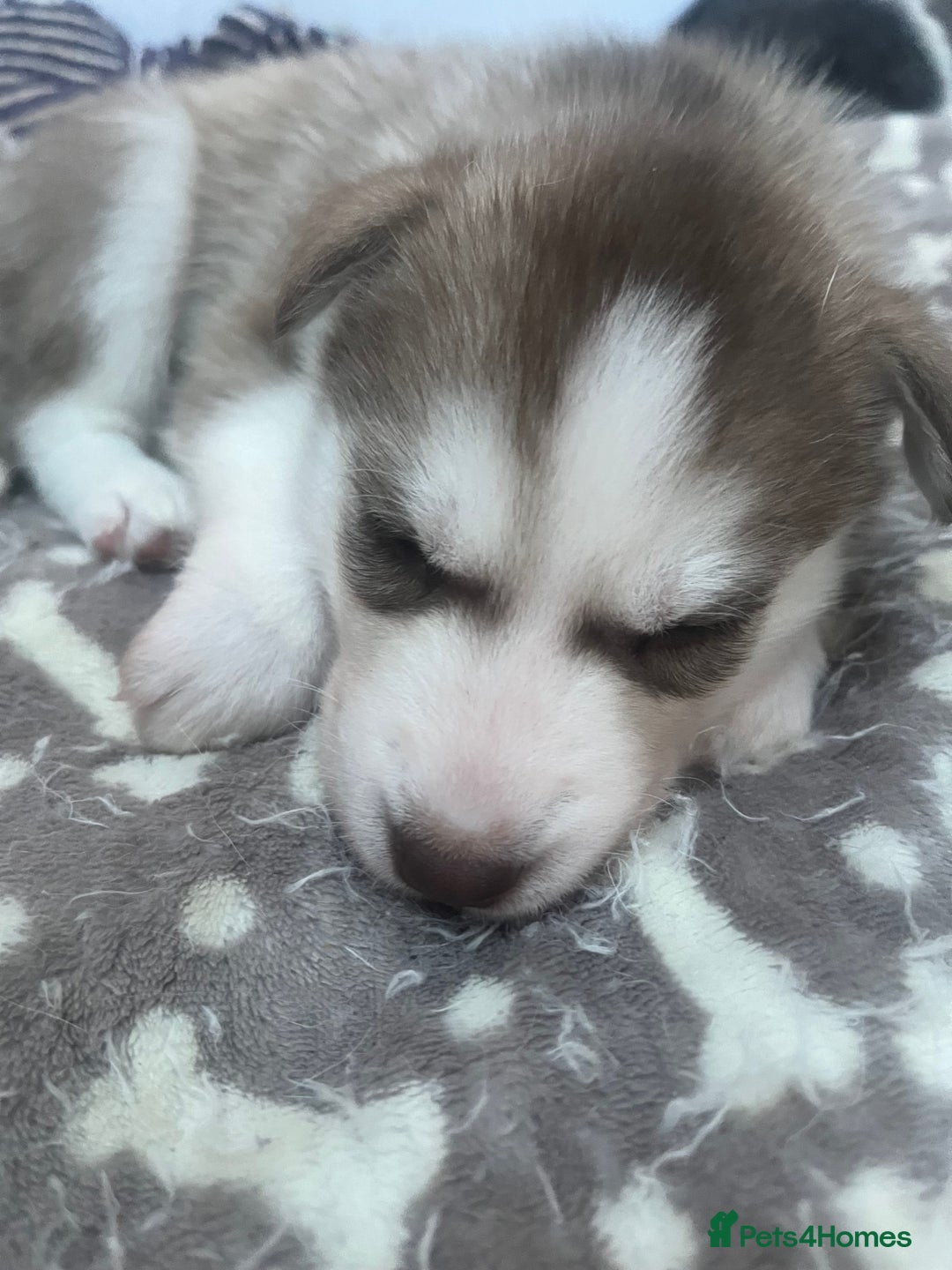 Siberian Husky dogs for sale: Siberian Husky puppies  - Advert 14