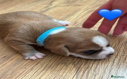 Chihuahua dogs for sale: 6 Gorgeous Chihuahua Puppies 🐶💙🩷🩷🩷🩷💙  - Image 24
