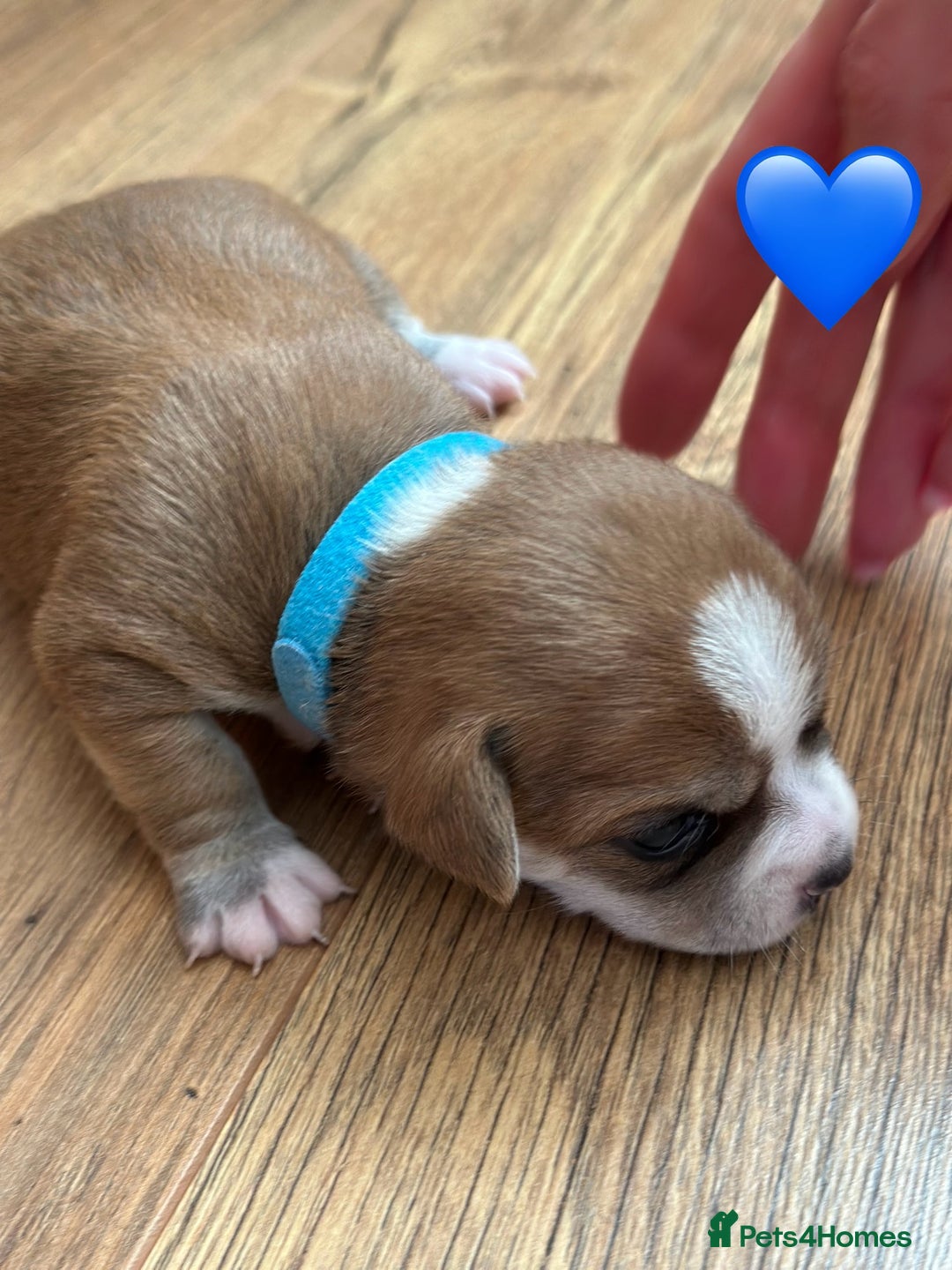 Chihuahua dogs for sale: 6 Gorgeous Chihuahua Puppies 🐶💙🩷🩷🩷🩷💙  - Image 24