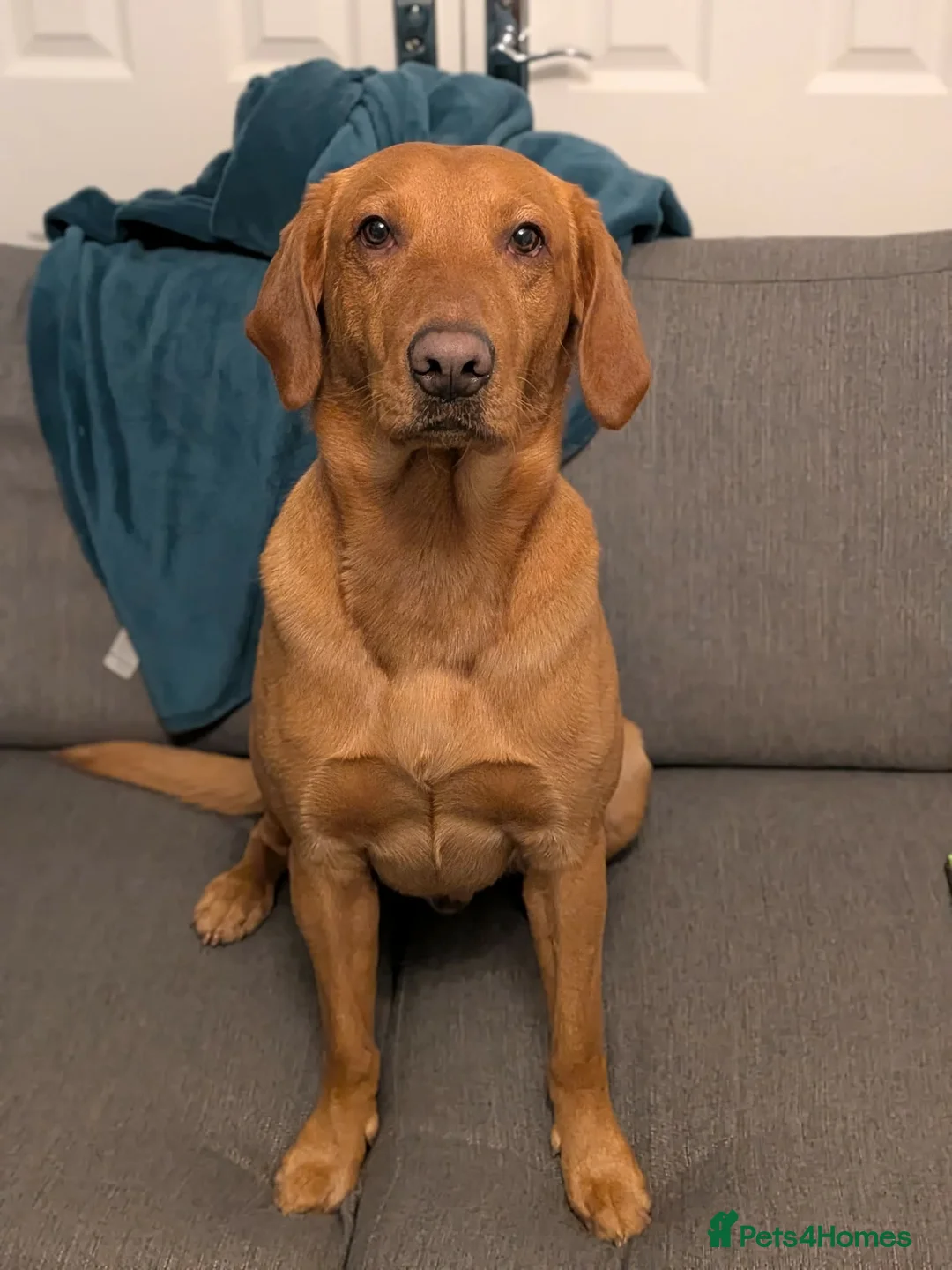 Mixed Breed dogs for stud: Male Dog for Stud - Advert 3