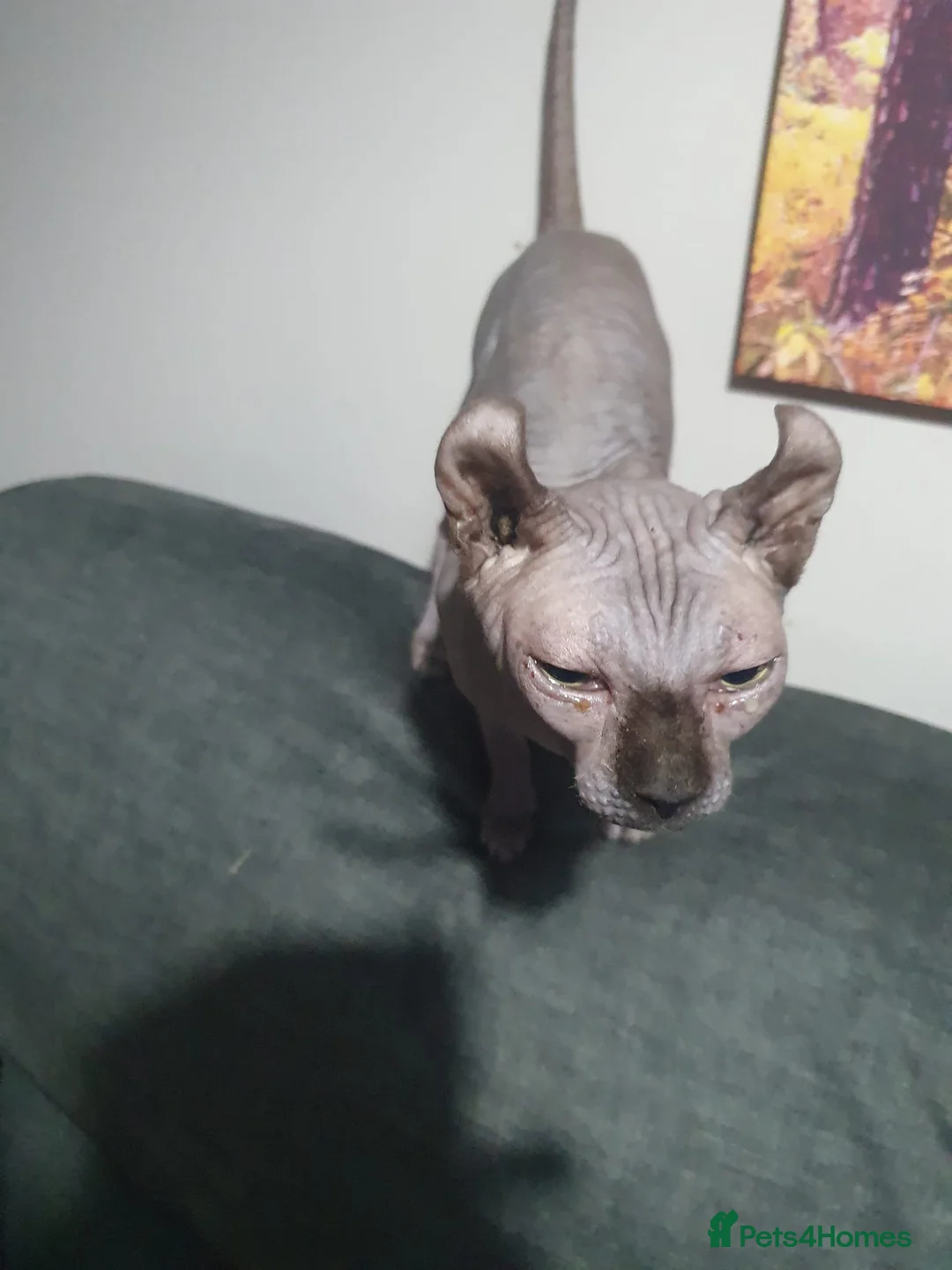 Sphynx cats for sale: Elf sphynx  - Advert 3