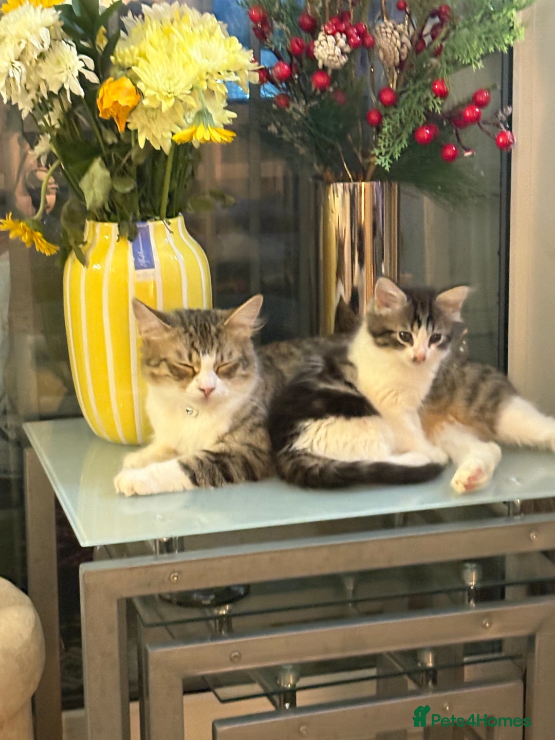 Mixed Breed cats for sale: Beautiful long and short haired kittens  - Advert 19