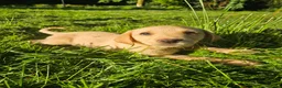 Labrador Retriever dogs for sale: Labrador puppies  - Advert 4