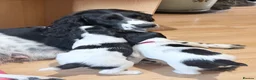 English Springer Spaniel dogs for sale: English springer spaniel pups, docked and KC reg - Advert 1