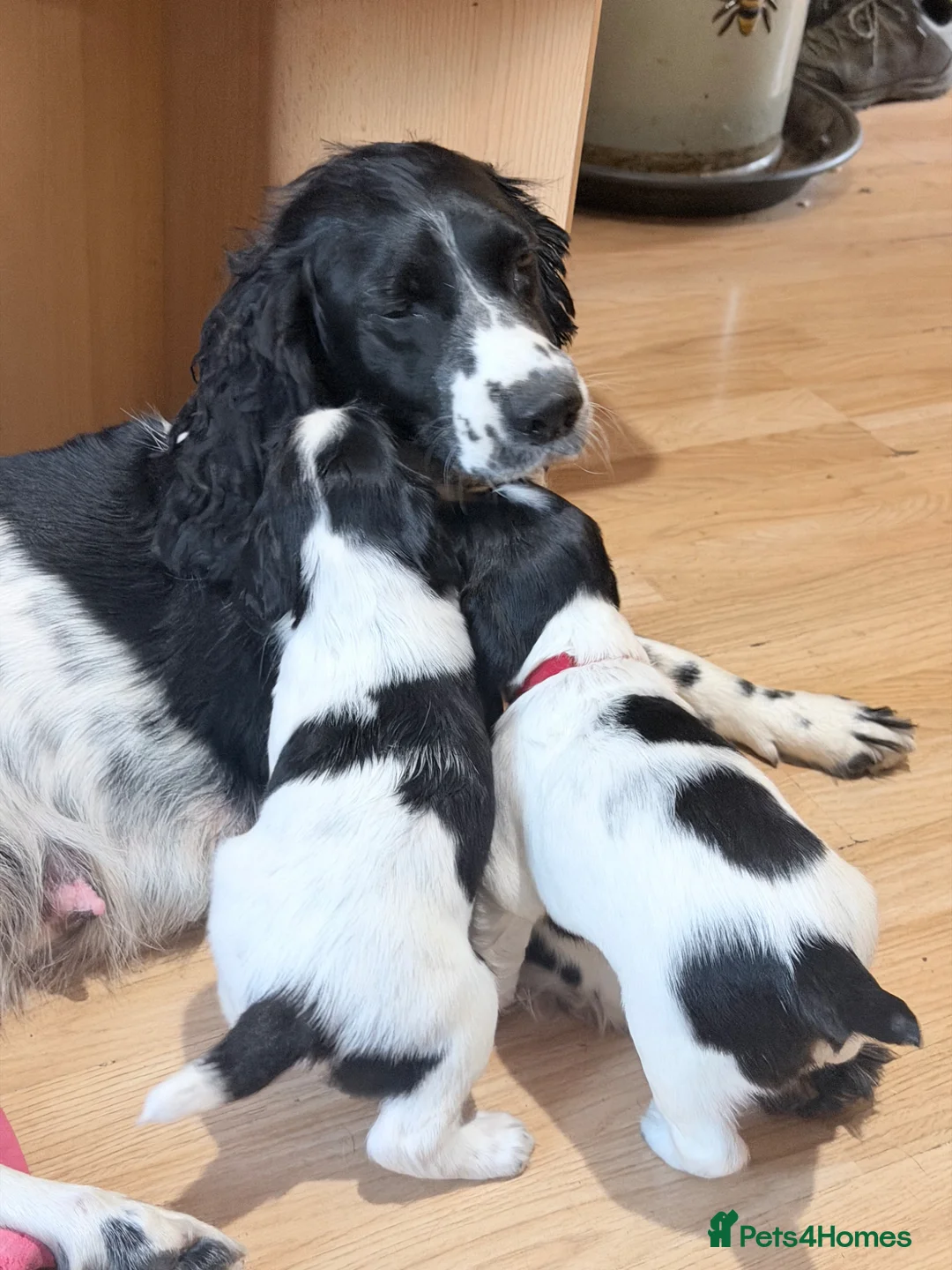 English Springer Spaniel dogs for sale: English springer spaniel pups, docked and KC reg - Advert 1