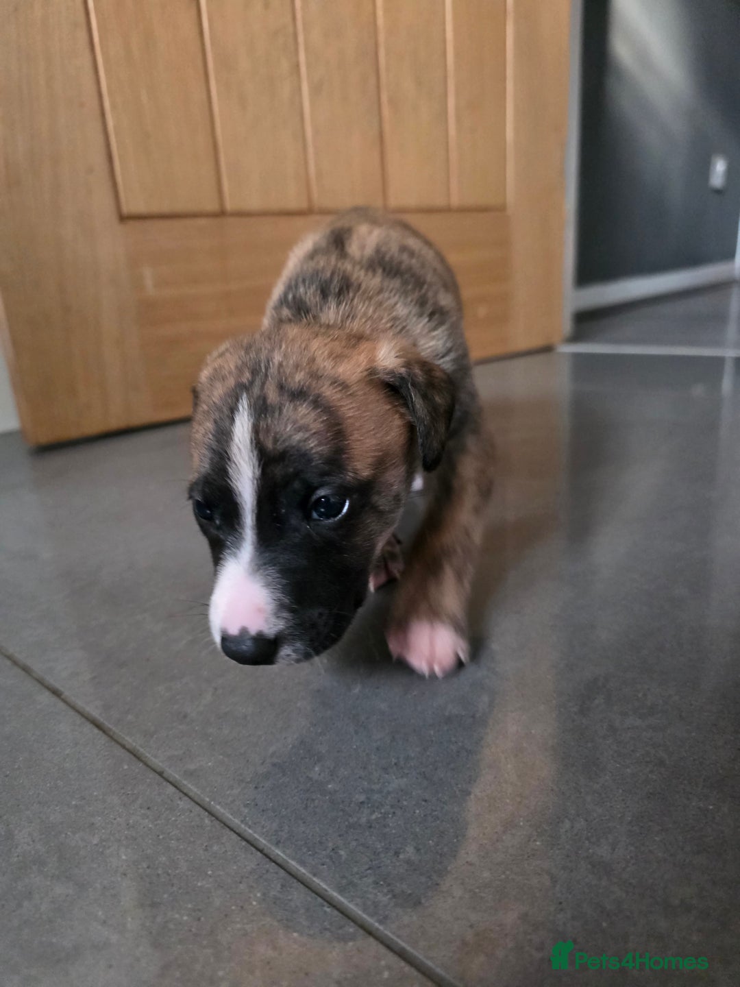 Mixed Breed dogs for sale: Pups ready around the 19th December  - Advert 16