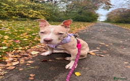 American Bully dogs for sale: 5 month old American bully x pocket bully - Advert 5