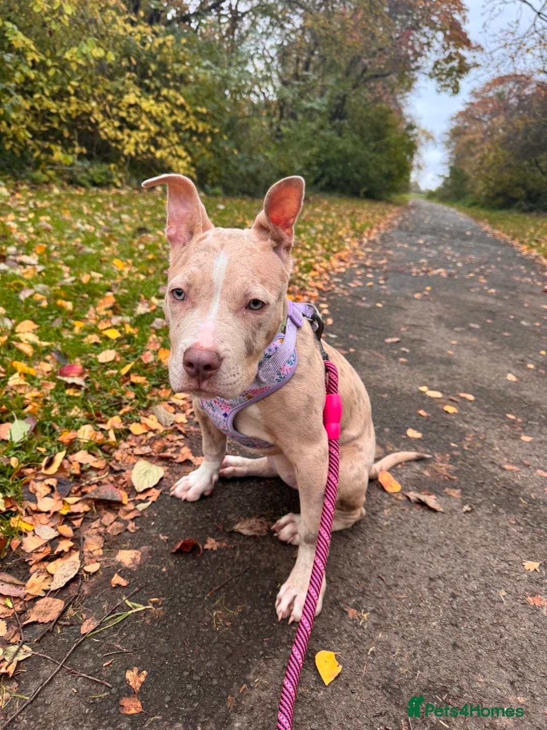 American Bully dogs for sale: 5 month old American bully x pocket bully - Advert 5