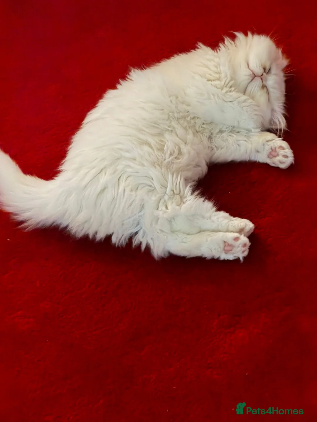 Persian cats for sale: 	Healthy playful kitten ready for loving home - Advert 2