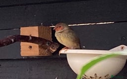 Finches birds for sale: Star finch, Bengalese, Gouldian,  zebra, Java spar - Advert 8
