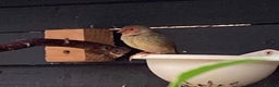 Finches birds for sale: Star finch, Bengalese, Gouldian, strawberry finch - Advert 8