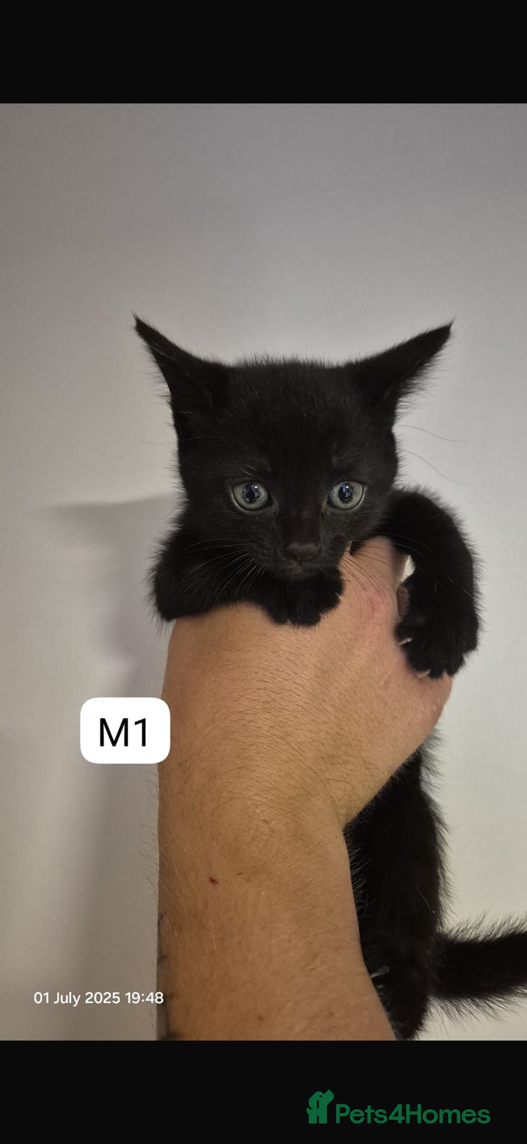 Mixed Breed cats for sale: Mixed breed kittens - Image 2