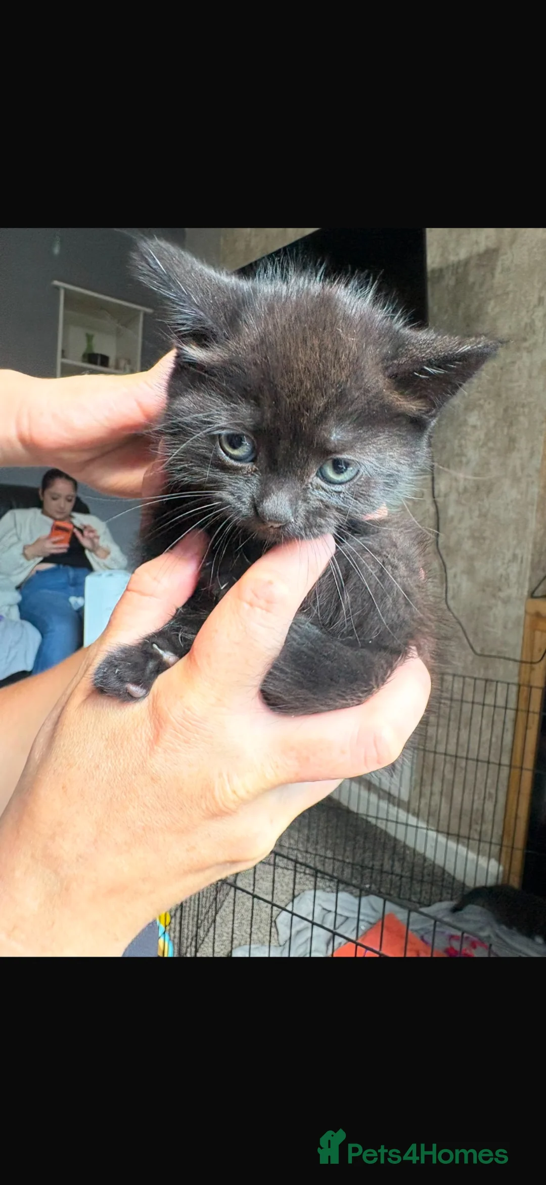British Shorthair cats for sale: British short hairs cross  in Manchester - Advert 2
