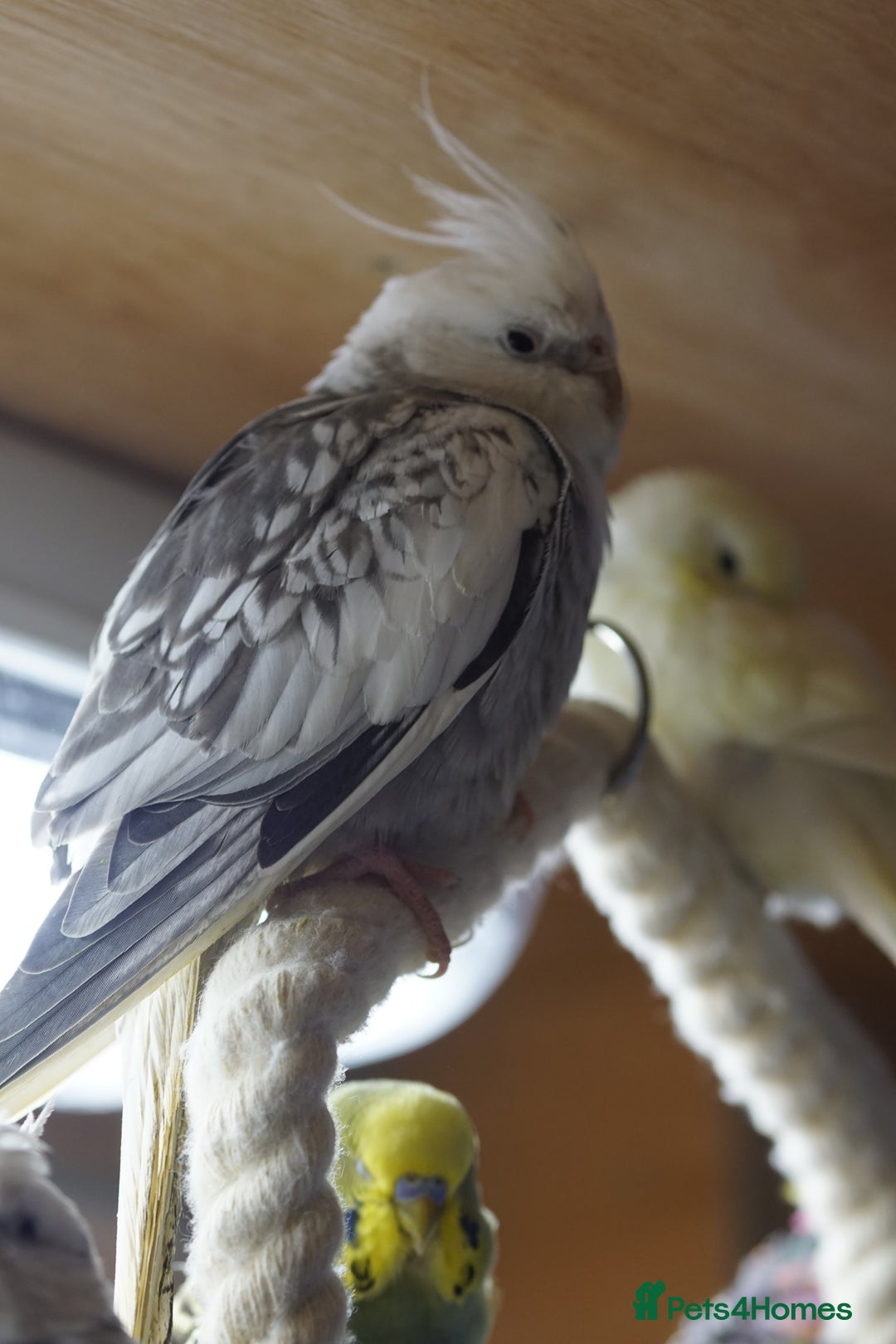 Cockatiels birds for sale: Cockatiels Mixed Genders  - Advert 4