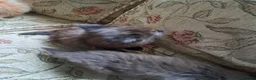 Mixed Breed cats for sale: 3 beautiful kittens  - Advert 7