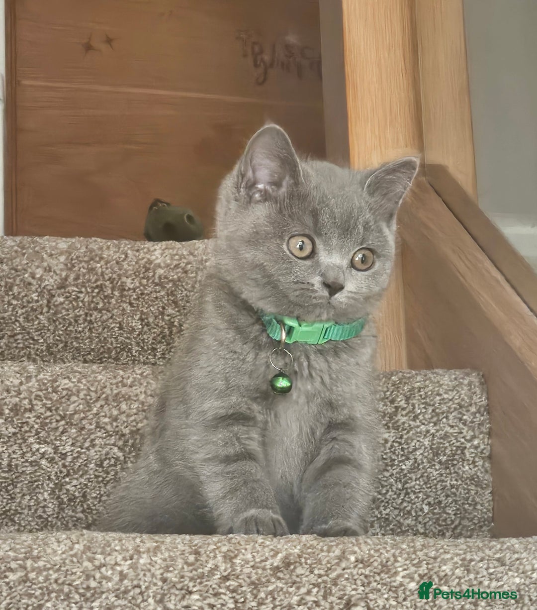 British Shorthair cats for sale: Beautiful Pedigree British Blue Kittens  🐾 - Advert 32