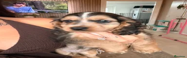 Cocker Spaniel 1