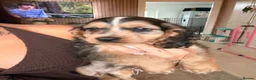 Cocker Spaniel dogs for sale: Gorgeous cocker spaniels READY NOW 💖🐾 - Advert 19