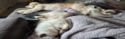Snowshoe cats for sale: Rare Snowshoe Kittens  - Advert 4